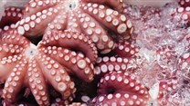 Octopus fishing to be mapped in Western Indian Ocean