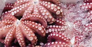 Octopus fishing to be mapped in Western Indian Ocean