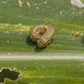 After drought, Zimbabwe contends with Fall armyworm invasion