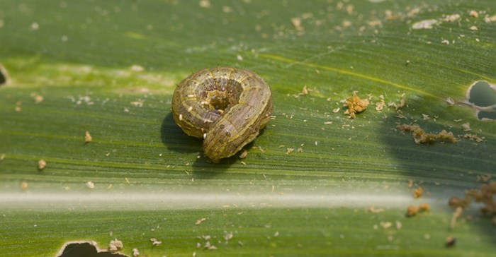 After drought, Zimbabwe contends with Fall armyworm invasion