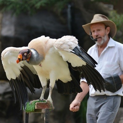 Conservationist Bryan Vorster will introduce Rand Show visitors to a host of feathered creatures, including this beautiful exotic king vulture. Cape vultures, Harris hawks, owls, and more will join in for a daily display of aerial acrobatics and tricks that will delight audiences. 14-23 April, at the Rand Show, Nasrec.