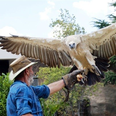 A MAJESTIC SIGHT: Conservationist Bryan Vorster shows off a spectacular endangered Cape vulture in his Rand Show bird display, the Free-Flight Bird Show, every day from 14-23 April 2017. Johannesburg Expo Centre, Nasrec.