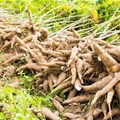 Improving cassava production in Nigeria through sustainable seed systems
