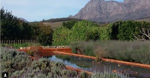 Five of the best vineyards in the Western Cape