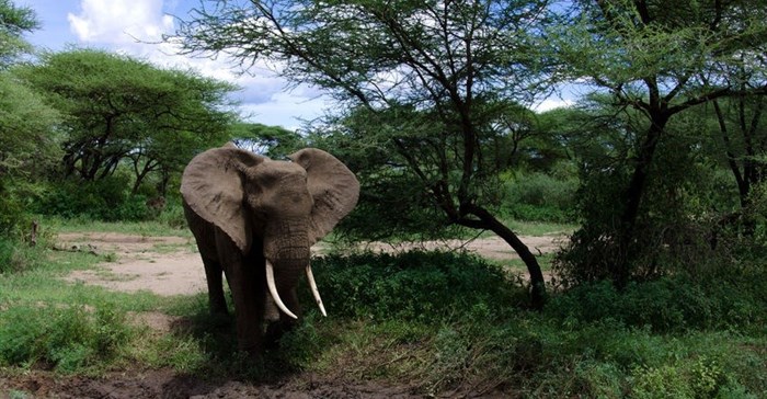 Endangered species poached in protected areas: WWF