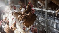 Mondelez extends global commitment to cage-free eggs