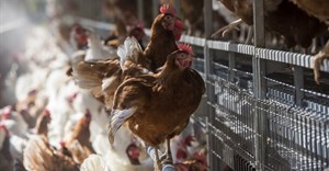 Mondelez extends global commitment to cage-free eggs