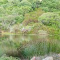 Study reveals loss of fynbos diversity due to extreme summer weather