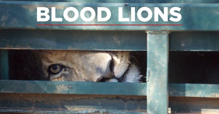 Blood Lions - joint overall winner