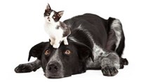 Taiwan: cats and dogs are off the menu