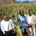 From left to right: ECDC Imvaba Co-operative Fund manager Simphiwe Ntshweni; Matyeni Agricultural Co-operative deputy chairperson Langa Zophondle; and Eastern Cape MEC for Economic Development, Environmental Affairs and Tourism, Sakhumzi Somyo at the launch of the Matyeni Agricultural Co-operative processing plant