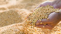JSE launches Soya Bean Crush futures contract