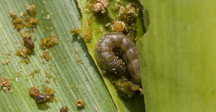 Experts call for multi-pronged approach to fight Fall armyworm in Africa