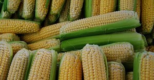 Solid maize export programme critical to restoring maize price