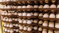 Poultry industry challenges shape Sovereign Foods results