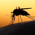 Kruger National Park advises anti-malarial measures for visitors