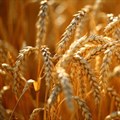 BNI trait could improve nitrogen-efficiency of crops