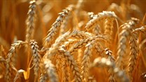 BNI trait could improve nitrogen-efficiency of crops