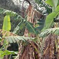 GlobalG.A.P. presents new TR4 Biosecurity Add-On for Bananas