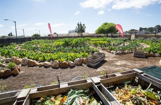 The community garden at Greenlands Primary School in Bishop Lavis, Cape Town