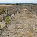 MEC: Drought already cost Western Cape grape farmers R500 million