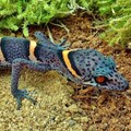 The beautiful Chinese cave gecko, or Goniurosaurus luii, is highly prized by poachers. Carola Jucknies
