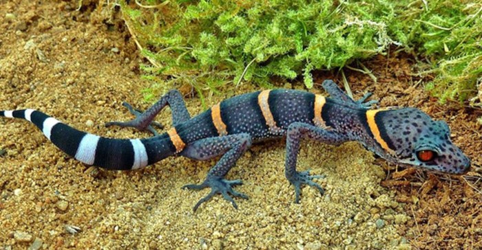 The beautiful Chinese cave gecko, or Goniurosaurus luii, is highly prized by poachers. Carola Jucknies