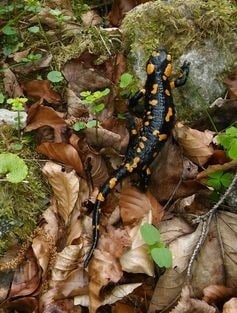 Fire salamanders have been devastated by diseases introduced through the wildlife trade. Erwin Gruber