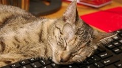 De-stress with pets in the workplace
