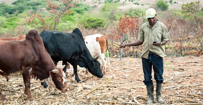 Digitised loan payments a boost for smallholder farmers in Kenya