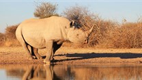 A rhino killed every 33 hours in KZN