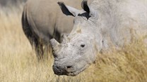 Arrest of rhino horn smugglers welcomed