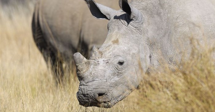 Arrest of rhino horn smugglers welcomed