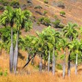Dypsis decipiens - a highly threatened palm of Madagascar. Mijoro Rakotoarinivo, author provided
