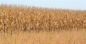 Zimbabwe bans corn imports after bumper crop: media