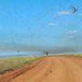 Iwoelbern via  - Locust swarm, Madagascar