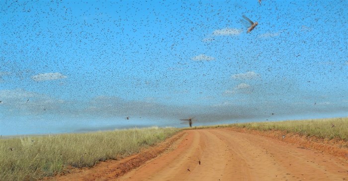 Iwoelbern via  - Locust swarm, Madagascar