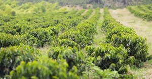 Climate imperils Ethiopia's coffee output: study