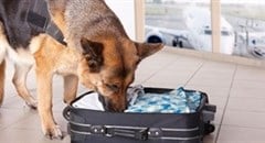 Counterfeit goods, drugs confiscated at OR Tambo Airport