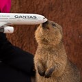 Qantas reveals names for its Dreamliner fleet