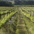 The organically grown vineyards of Avondale Wine. Image Source: