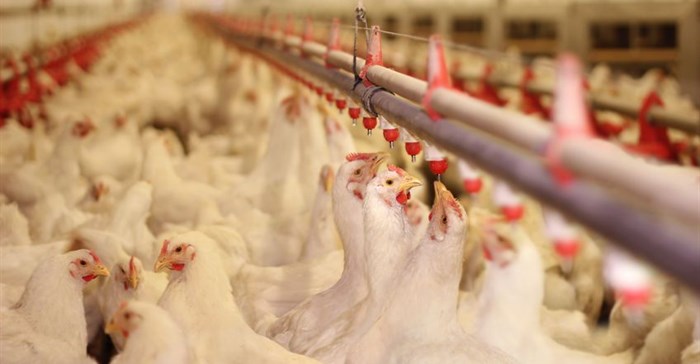 Astral doing 'all in its power' to contain bird flu