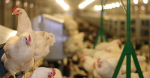 Poultry sales in SA 'not affected by outbreak'