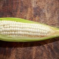 Price of white maize falls with glut in SA's export markets