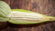 Price of white maize falls with glut in SA's export markets