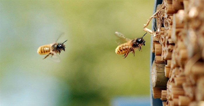 Our research showed a controversial insecticide can harm bees - but it still has its uses