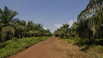 Africa's tropical forests could be next in line as global food demand grows