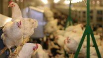 Bird flu spreads to two more farms