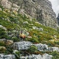 Exotic goats back on Table Mountain