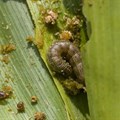 Fall armyworms on march across Africa